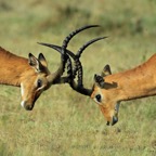 IMPALA   two males fighting.jpg