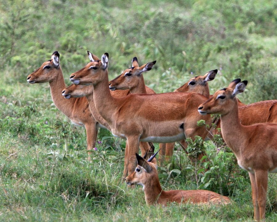 IMPALA  female group with one male.jpg