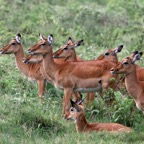 IMPALA  female group with one male.jpg