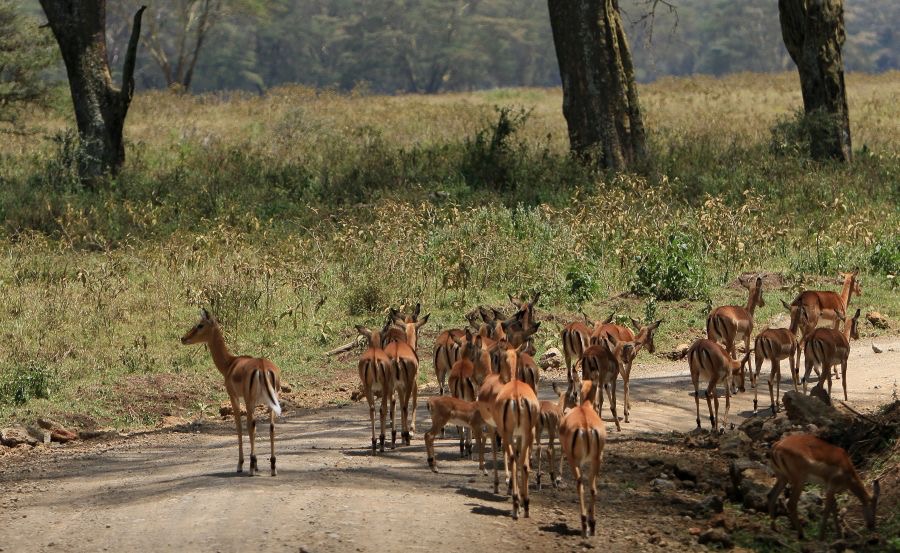 IMPALA  female herd.jpg