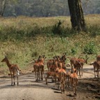IMPALA  female herd.jpg
