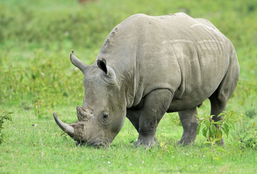 RHINOCEROS    BLACK.jpg