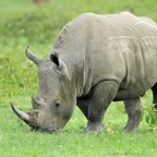 RHINOCEROS    BLACK.jpg