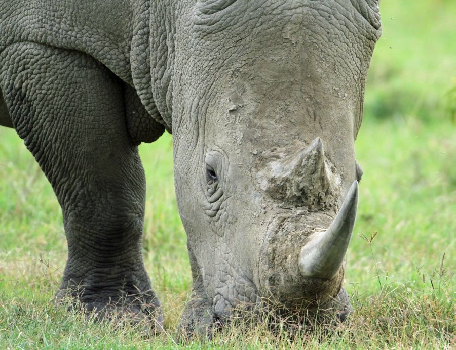 RHINOCEROS   BLACK.jpg