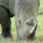 RHINOCEROS   BLACK.jpg