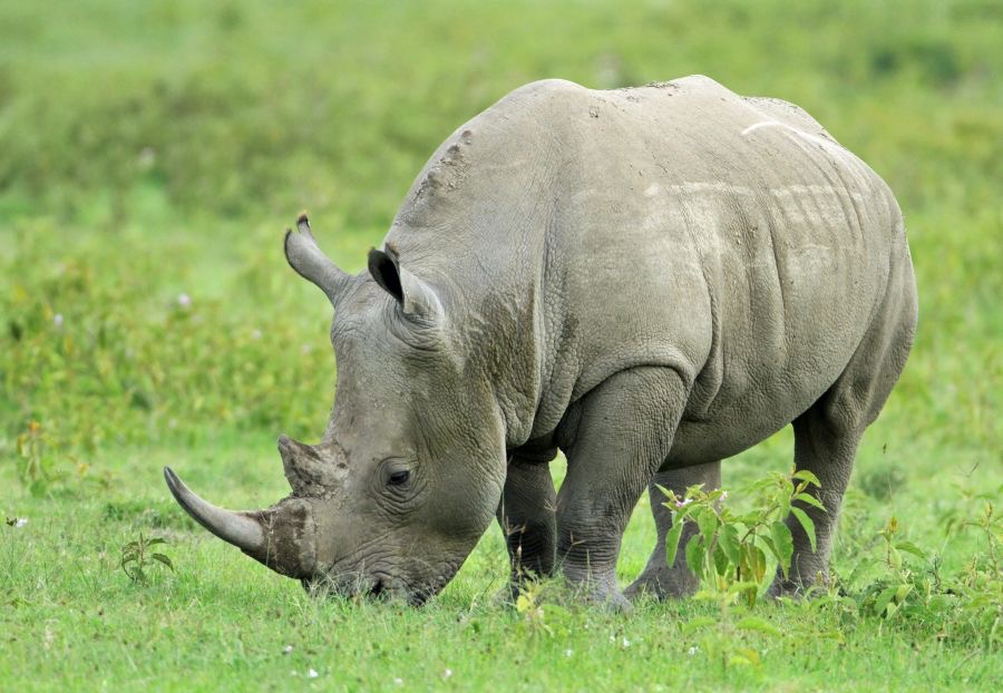 RHINOCEROS  BLACK.jpg