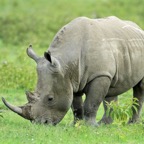 RHINOCEROS  BLACK.jpg