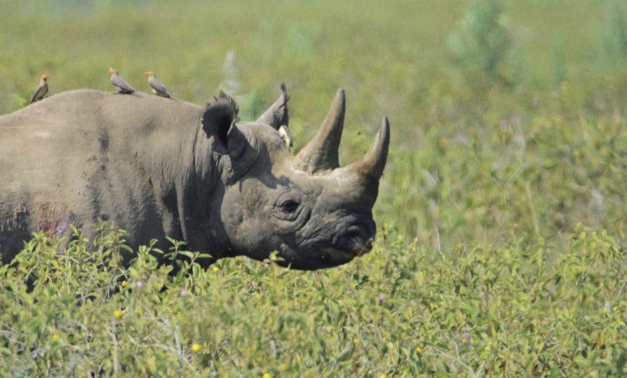 RHINOCEROS  WHITE  reintroduced.jpg