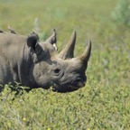 RHINOCEROS  WHITE  reintroduced.jpg