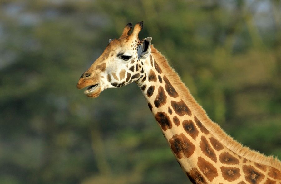 ROTHSCHILDS  GIRAFFE          Lake Nakuru.jpg
