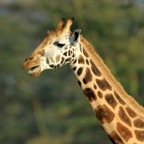 ROTHSCHILDS  GIRAFFE          Lake Nakuru.jpg