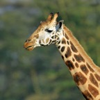 ROTHSCHILDS  GIRAFFE      portrait.jpg