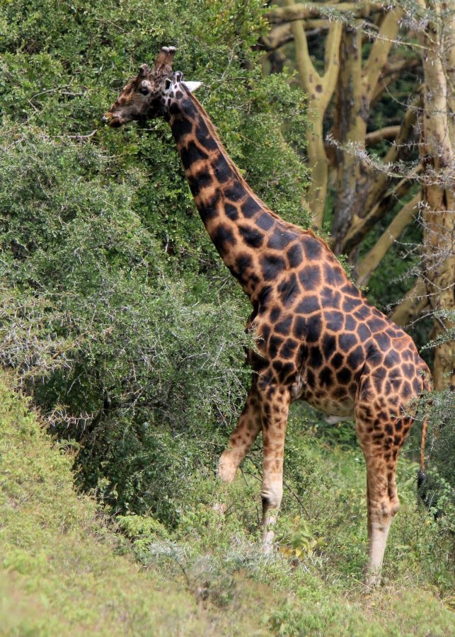 ROTHSCHILDS  GIRAFFE.jpg