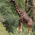 ROTHSCHILDS  GIRAFFE.jpg