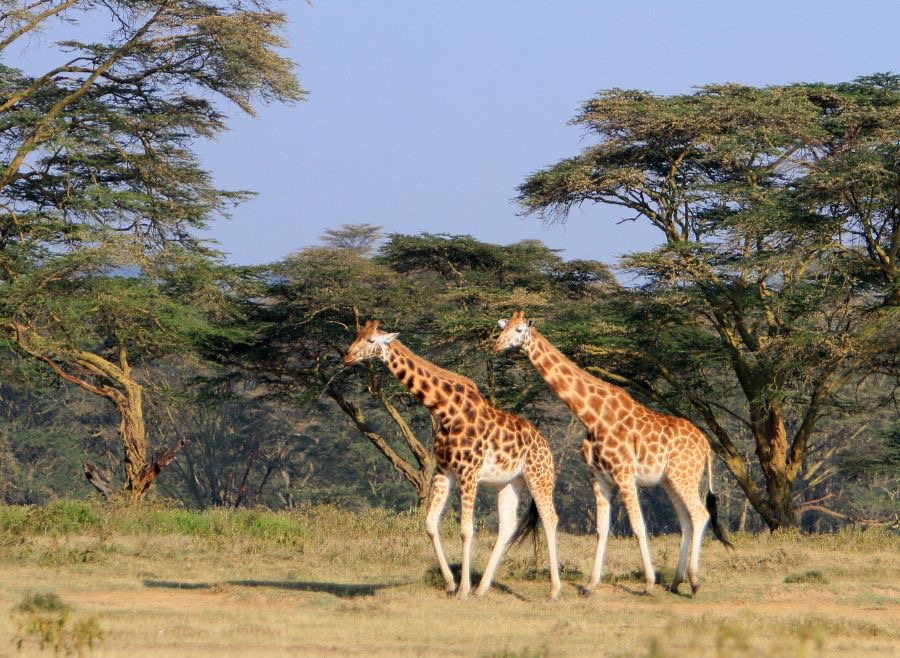 ROTHSCHILDS GIRAFFES.jpg