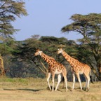 ROTHSCHILDS GIRAFFES.jpg