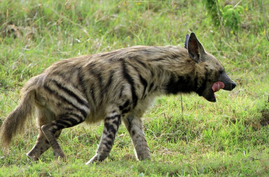 STRIPED    HYAENA.jpg
