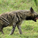 STRIPED    HYAENA.jpg