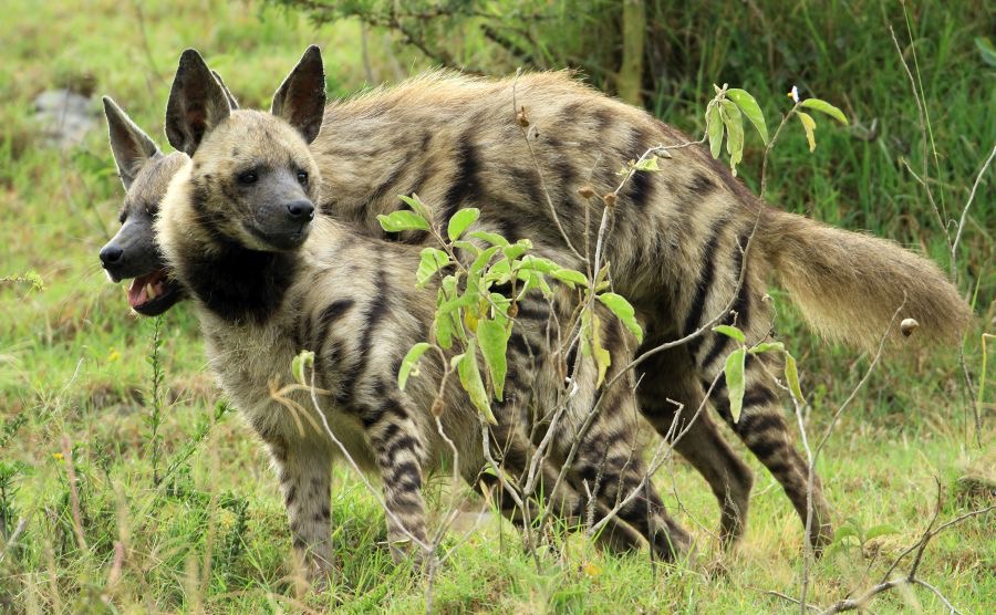 STRIPED   HYAENAS      mating.jpg