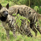 STRIPED   HYAENAS      mating.jpg