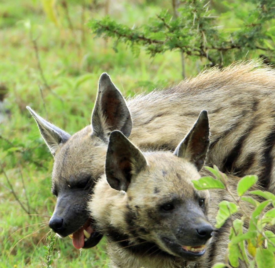 STRIPED HYAENAS.jpg