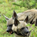 STRIPED HYAENAS.jpg