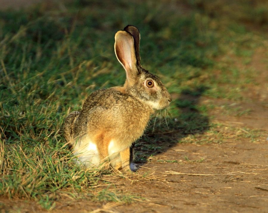 AFRICAN              HARE                    at night.jpg