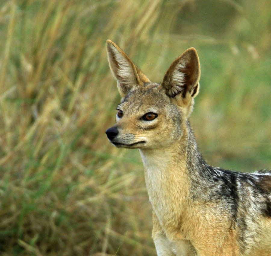 BLACK BACKED   JACKAL.jpg