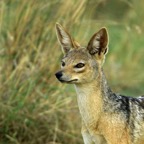 BLACK BACKED   JACKAL.jpg
