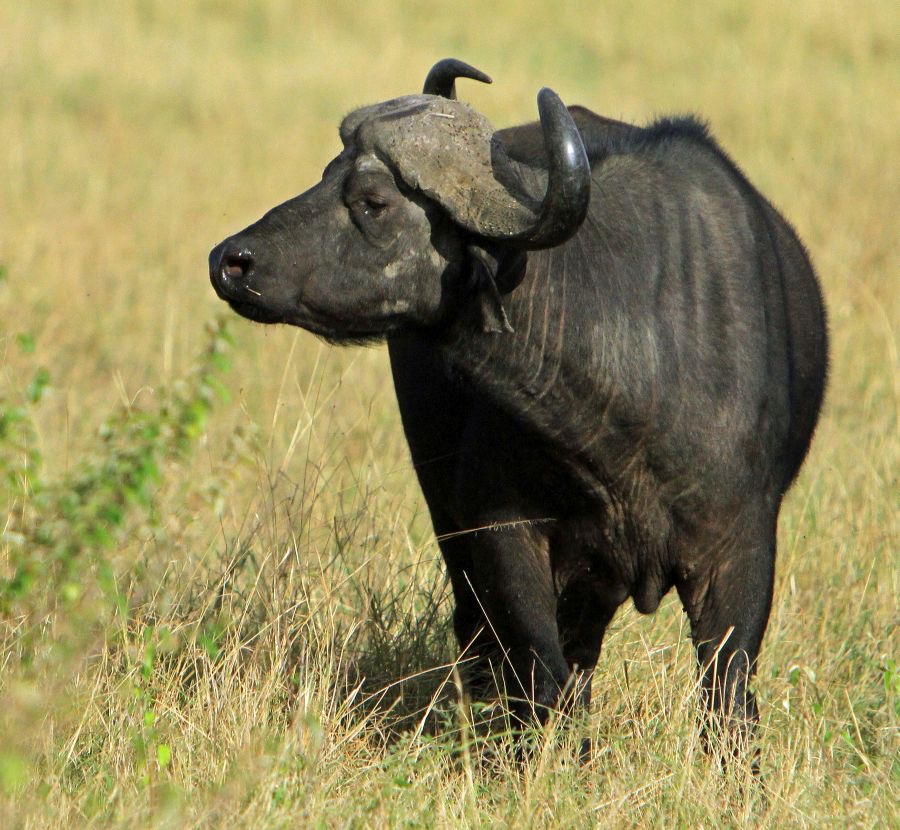 CAPE       BUFFALO.jpg