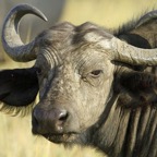 CAPE      BUFFALO   headshot.jpg