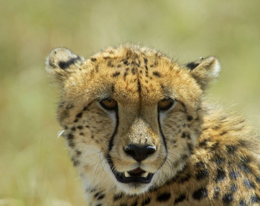 CHEETAH       headshot.jpg