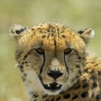 CHEETAH       headshot.jpg