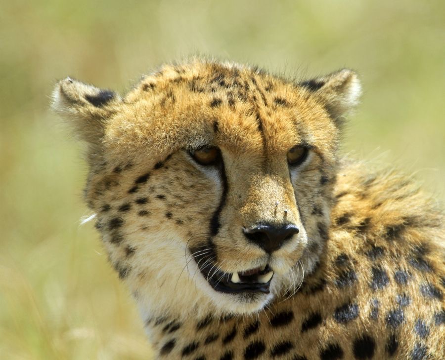 CHEETAH  headshot.jpg
