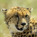 CHEETAH  headshot.jpg
