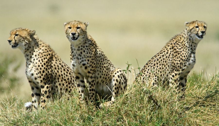 CHEETAHS   young family.jpg