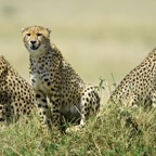 CHEETAHS   young family.jpg