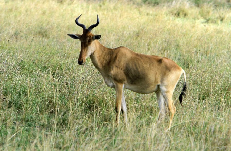 COKES   HARTEBEEST        in Masai Mara.jpg