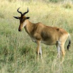 COKES   HARTEBEEST        in Masai Mara.jpg