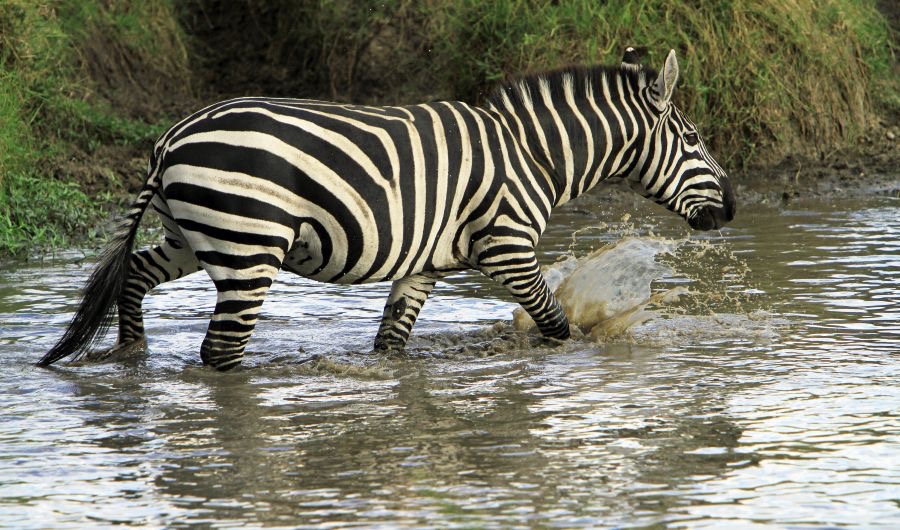 COMMON      ZEBRA     splashing in  pond.jpg