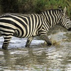 COMMON      ZEBRA     splashing in  pond.jpg