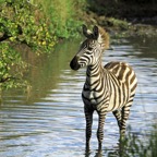 COMMON    ZEBRA         standing in pond.jpg