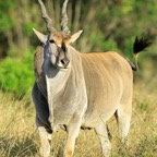 ELAND   in  Masai Mara.jpg