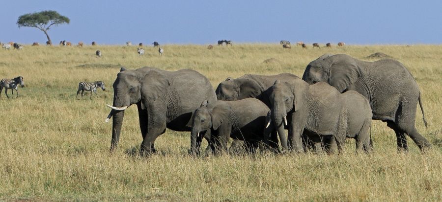 ELEPHANTS   group in Masai Mara.jpg