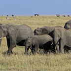 ELEPHANTS   group in Masai Mara.jpg