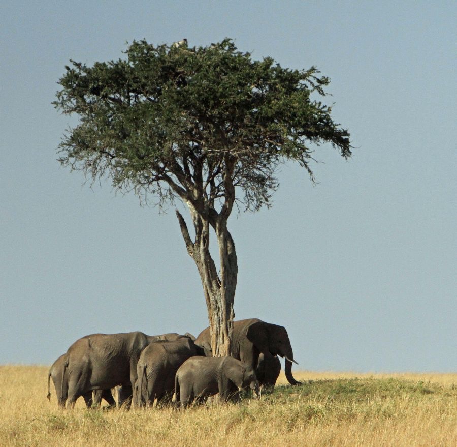 ELEPHANTS  around a tree in Masai Mara.jpg
