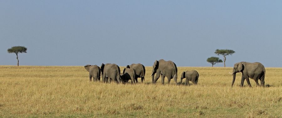 ELEPHANTS disappearing to the horizon.jpg