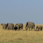 ELEPHANTS disappearing to the horizon.jpg