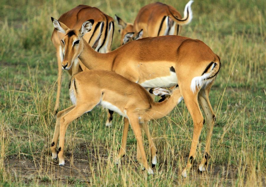 GRANTS  GAZELLES   female & young.jpg