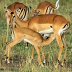 GRANTS  GAZELLES   female & young.jpg